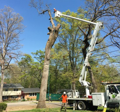 Tree Service Taylors SC