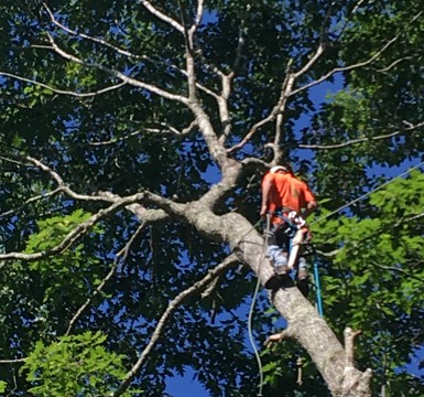 Tree Removal Taylors SC